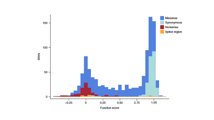 Histogram of NPC1 variant function scores, coloured by variant type (missense, synonymous, nonsense, splice region), showing a bimodal loss-of-function vs functional distribution.