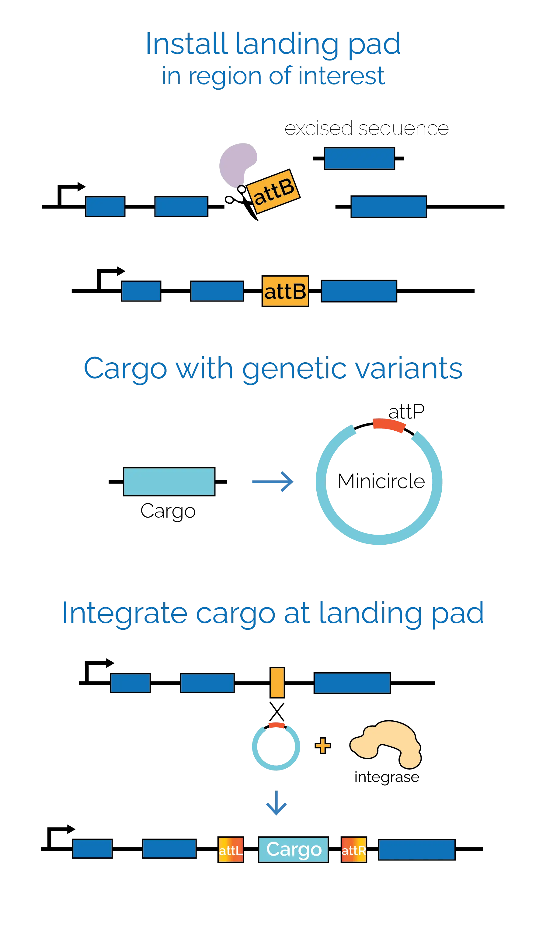 geneSlice mechanism: install landing pad in region of interest, prepare cargo with genetic variants in a minicircle, integrate cargo at the landing pad using integrase.